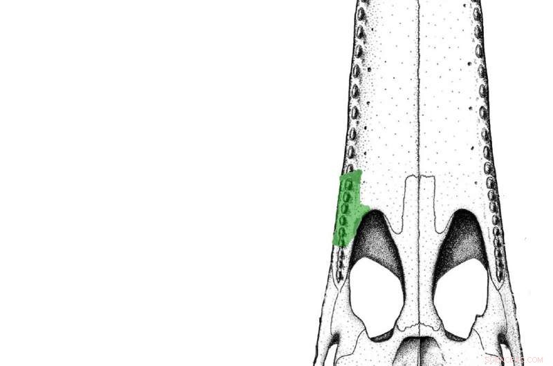 Isisfordia molnari: The Ancient Croc that Coexisted with Dinosaurs