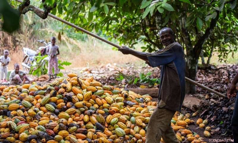Fairtrade Improves Conditions for African Rural Workers, Yet Leaves Smallholders Behind