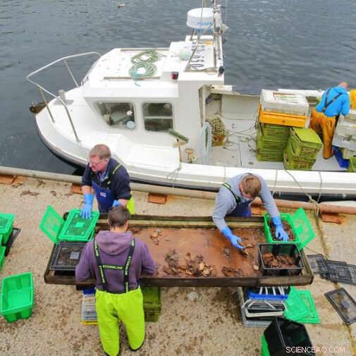 Trust Deficit Undermines UK Fishing Industry After Brexit