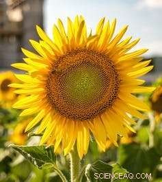 Cultivating Community Roots: NYC Students Grow Critical Consciousness in School Garden