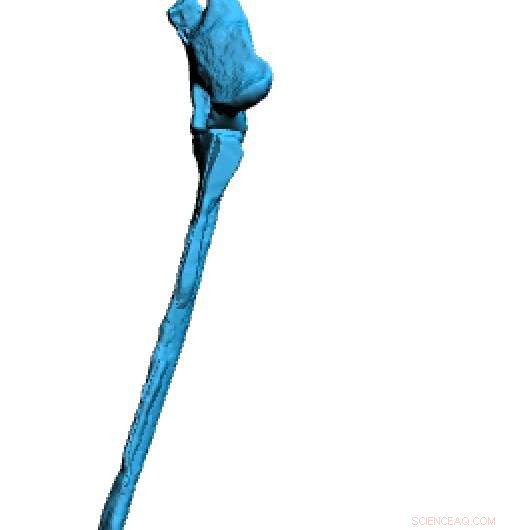 99‑Million‑Year‑Old Bird Foot with Hyper‑Long Toes Found in Amber