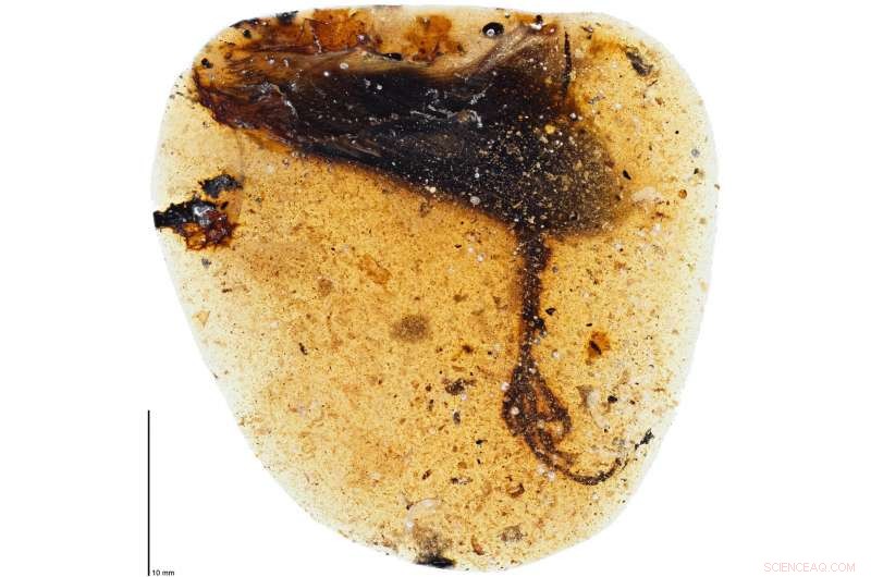 99‑Million‑Year‑Old Bird Foot with Hyper‑Long Toes Found in Amber