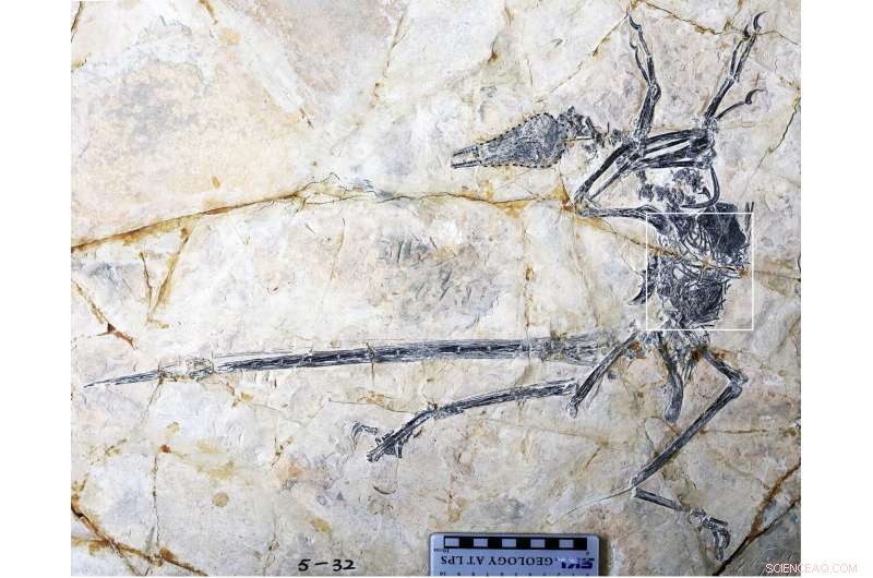 Discovery: New Lizard Species Unearthed Inside Cretaceous Microraptor s Stomach