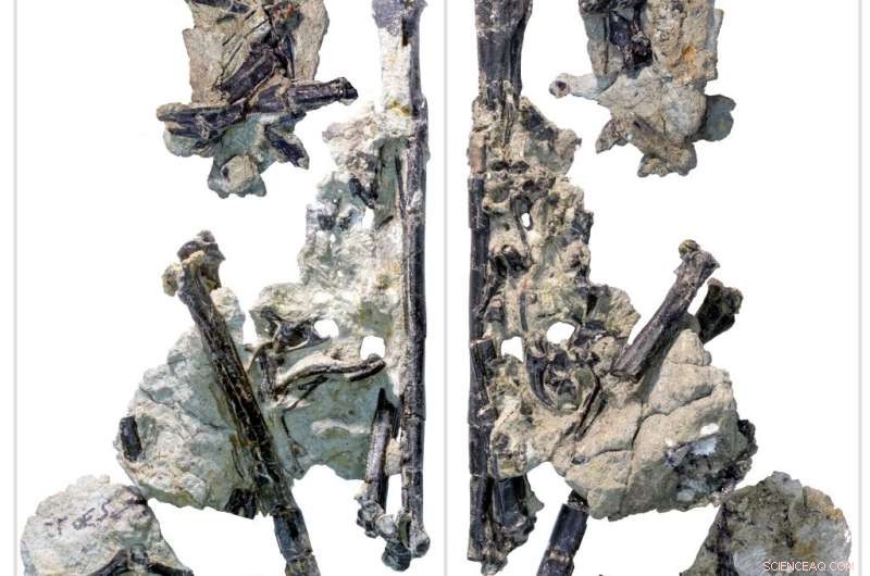 North America s Oldest Bird‑Like Dinosaur Unearthed: 150‑Million‑Year‑Old Discovery