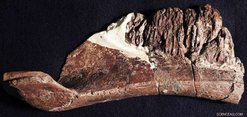 New Duck-Billed Dinosaur Species Uncovered in Texas: Aquilarhinus palimentus