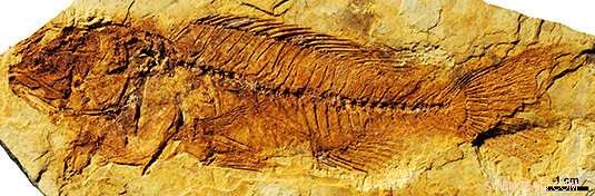 Uncovering African Cichlid Evolution: New Fossil Reveals Earliest Oreochromini Species