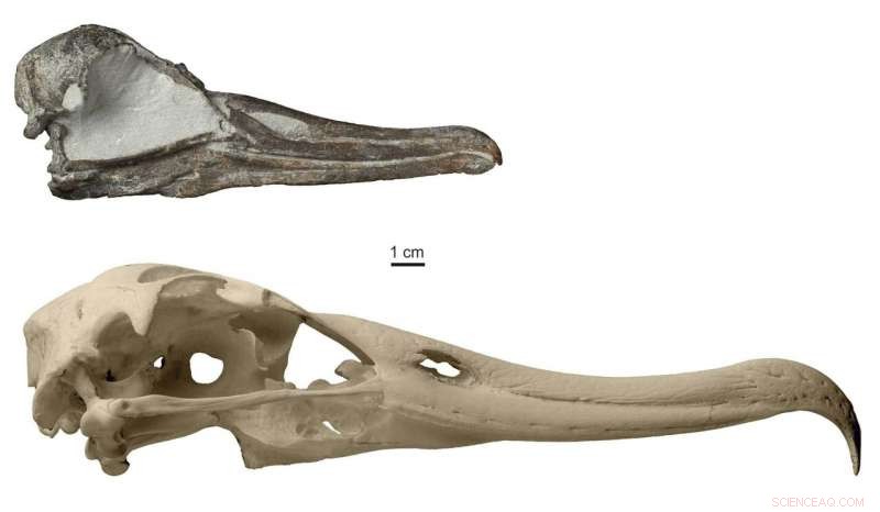 New Pliocene Albatross Species Identified from Nearly Complete Fossil Skull