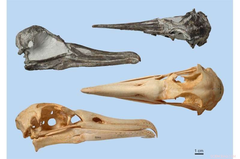 New Pliocene Albatross Species Identified from Nearly Complete Fossil Skull
