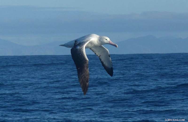 New Pliocene Albatross Species Identified from Nearly Complete Fossil Skull