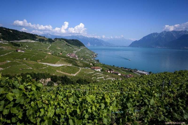 Swiss Specialties: From Legendary Chocolate and Cheese to Emerging Wine Excellence