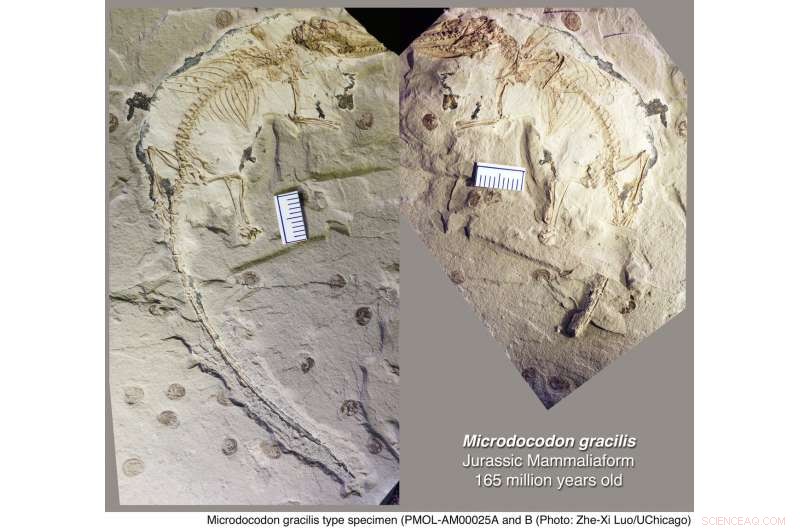 Microdocodon gracilis: Jurassic Fossil Illuminates Early Mammal Swallowing Mechanics