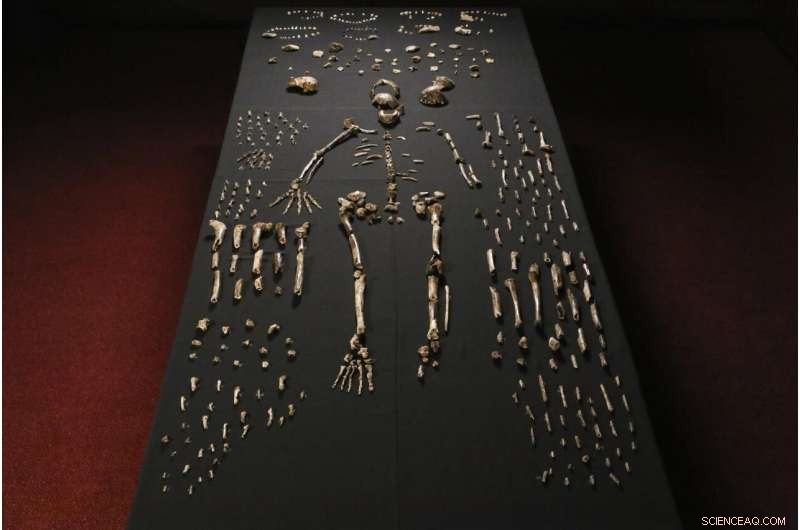 Perot Museum to Showcase Rare Fossils: Homo naledi & Australopithecus sediba