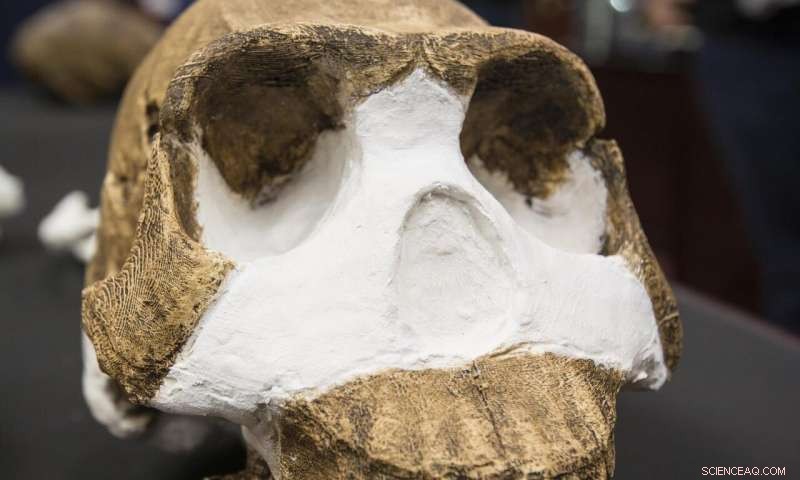 Perot Museum to Showcase Rare Fossils: Homo naledi & Australopithecus sediba