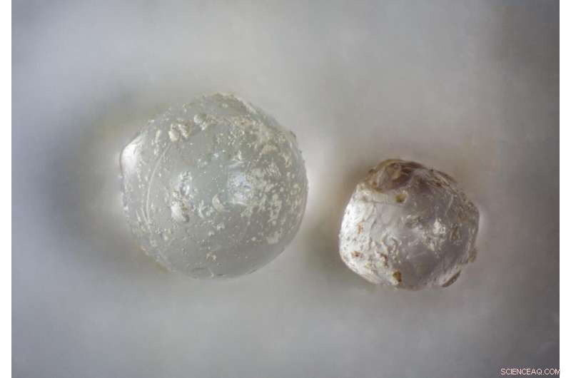 Florida fossil clams reveal hidden meteorite evidence