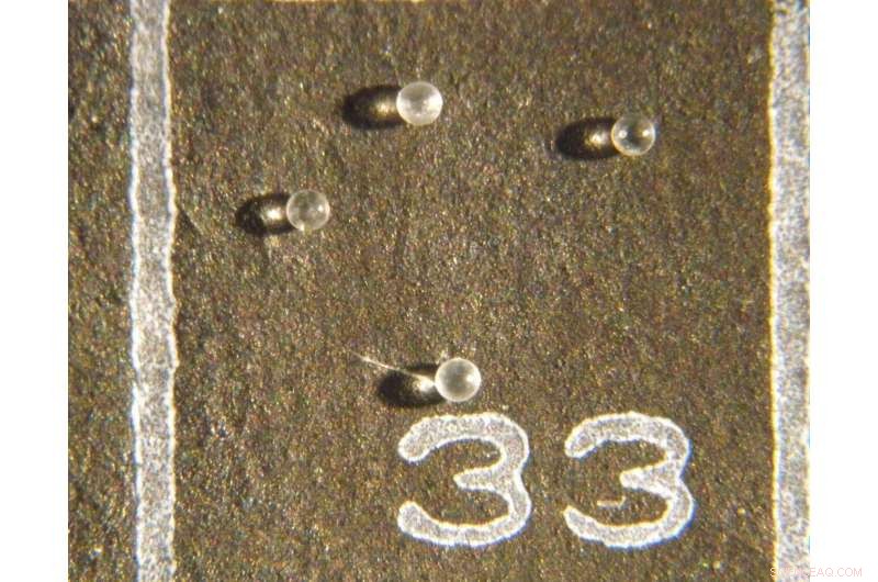 Florida fossil clams reveal hidden meteorite evidence