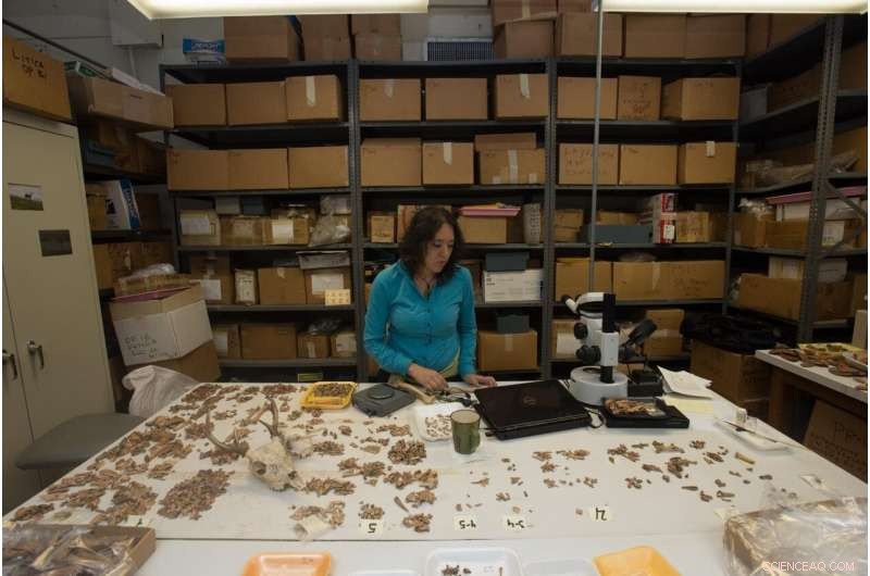 White-Tailed Deer Dominated Pre-Columbian Panama Feasts, Archaeological Evidence Shows