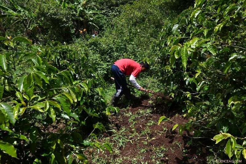 Guatemalan Coffee Farmers Hope for a Return to U.S. Markets Amid Low Prices