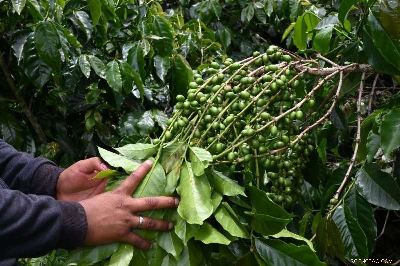 Guatemalan Coffee Farmers Hope for a Return to U.S. Markets Amid Low Prices