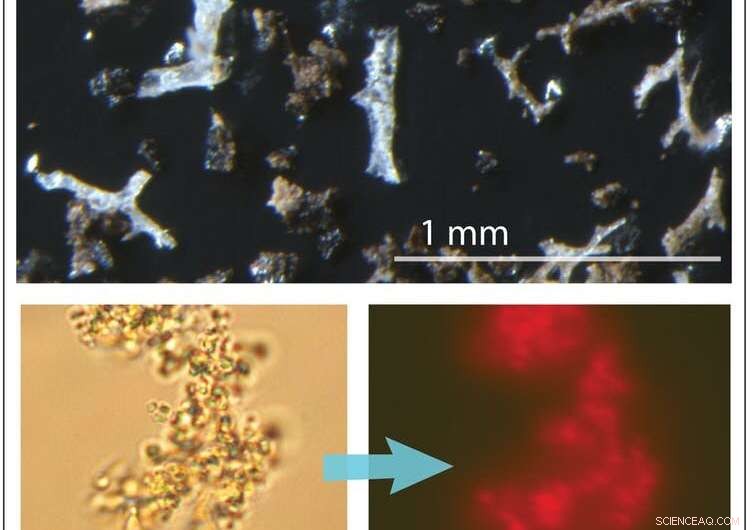 Revealing Hidden Life Inside Dinosaur Bones: Fluorescent Clues Unearthed