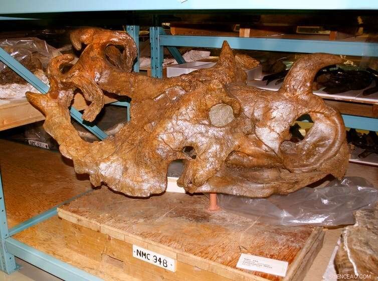 Revealing Hidden Life Inside Dinosaur Bones: Fluorescent Clues Unearthed