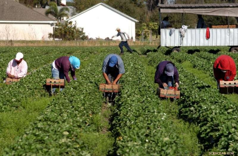 Rural Migrants Face Distinct Challenges in EU Agriculture