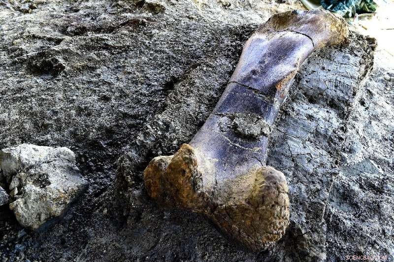 Massive 140-Million-Year-Old Sauropod Femur Unearthed in France: A 6.5-Foot Dinosaur  National Treasure 