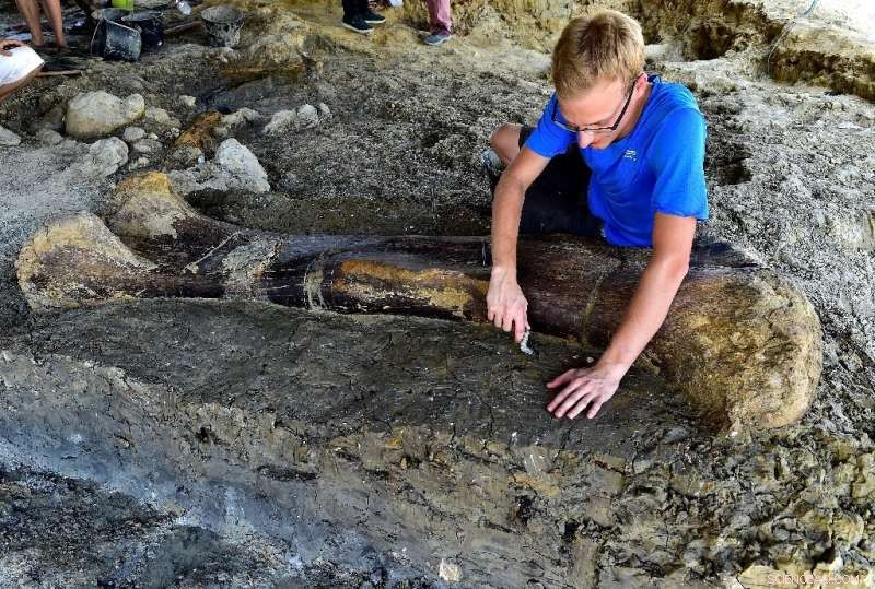 Massive 140-Million-Year-Old Sauropod Femur Unearthed in France: A 6.5-Foot Dinosaur  National Treasure 