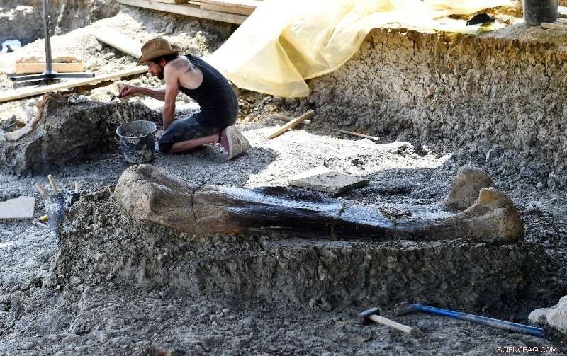Massive 140-Million-Year-Old Sauropod Femur Unearthed in France: A 6.5-Foot Dinosaur  National Treasure 