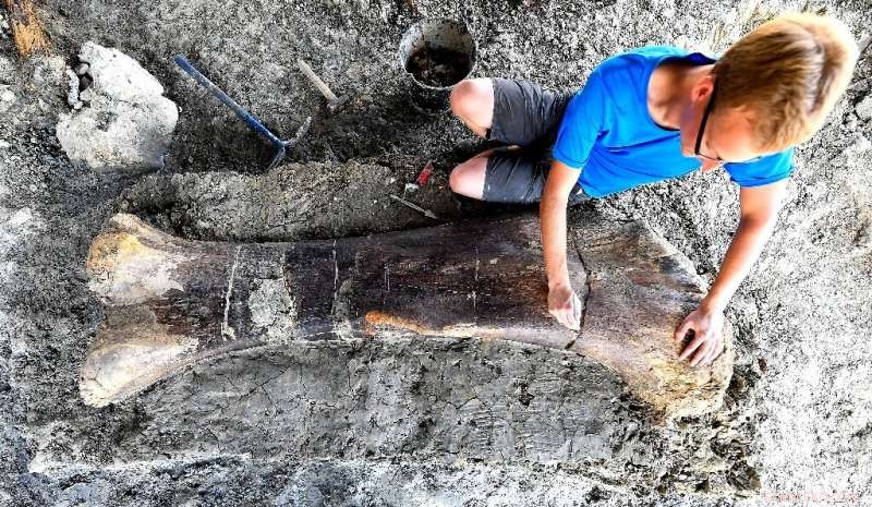 Massive 140-Million-Year-Old Sauropod Femur Unearthed in France: A 6.5-Foot Dinosaur  National Treasure 