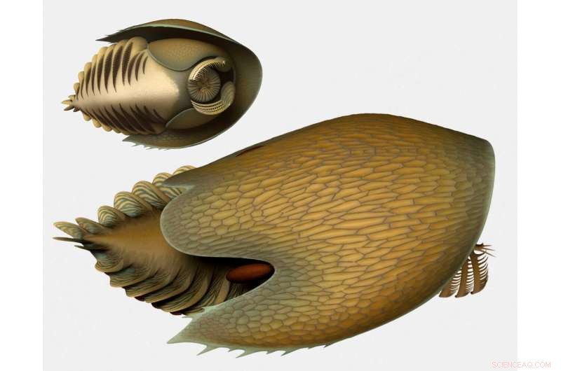 New Giant Cambrian Predator Cambroraster Discovered in Burgess Shale Rocks