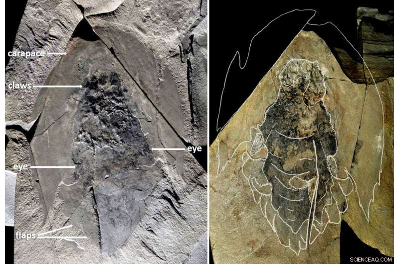 New Giant Cambrian Predator Cambroraster Discovered in Burgess Shale Rocks