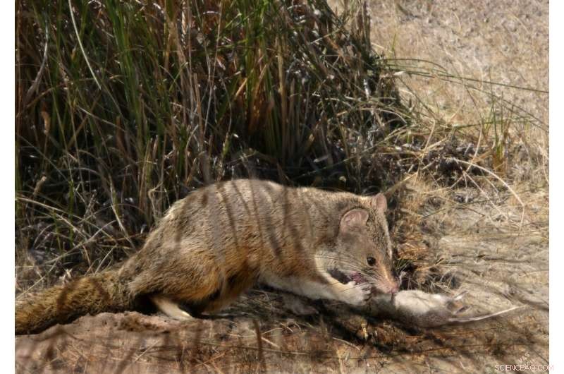 Short‑tailed Opossums’ Fierce Fossil Ancestor Uncovered