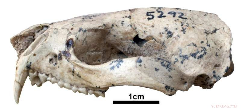 Short‑tailed Opossums’ Fierce Fossil Ancestor Uncovered