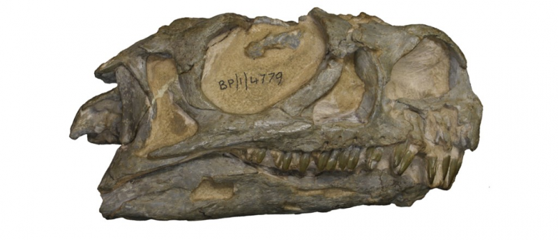 South Africa Unveils Newly Identified Early Dinosaur Species