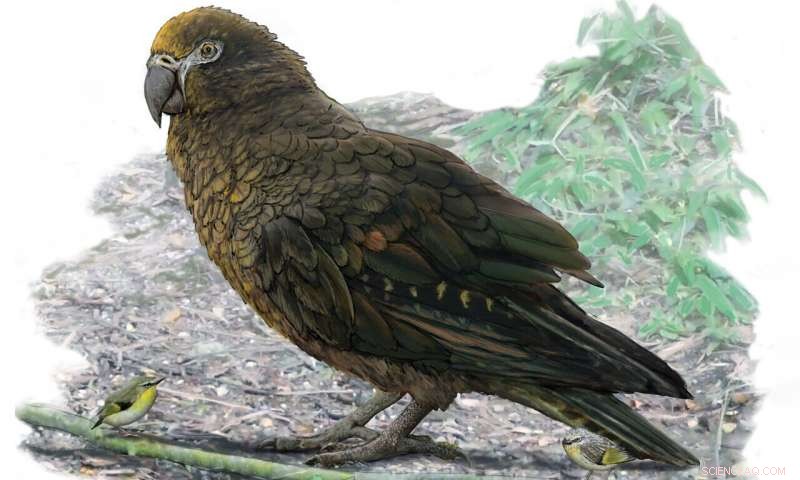 Discover Heracles: The World’s Largest Parrot, Standing 1m Tall