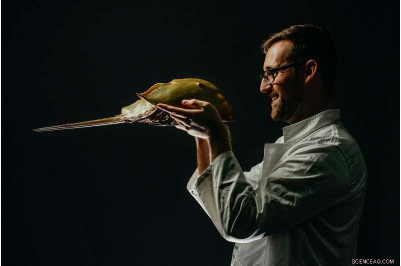 Uncovering the Ancient Origins of Blindness in Horseshoe Crabs