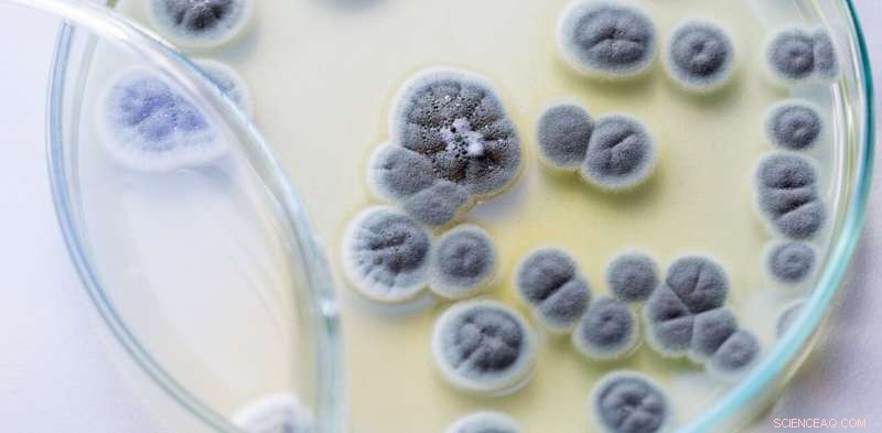 Debunking the Myth: How Misinterpretations of Penicillin’s History Shape Science Progress