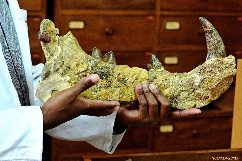 Unveiling Kenya’s Lost Giant: The 23‑Myr‑Old Simbakubwa Fossil Hidden for 40 Years