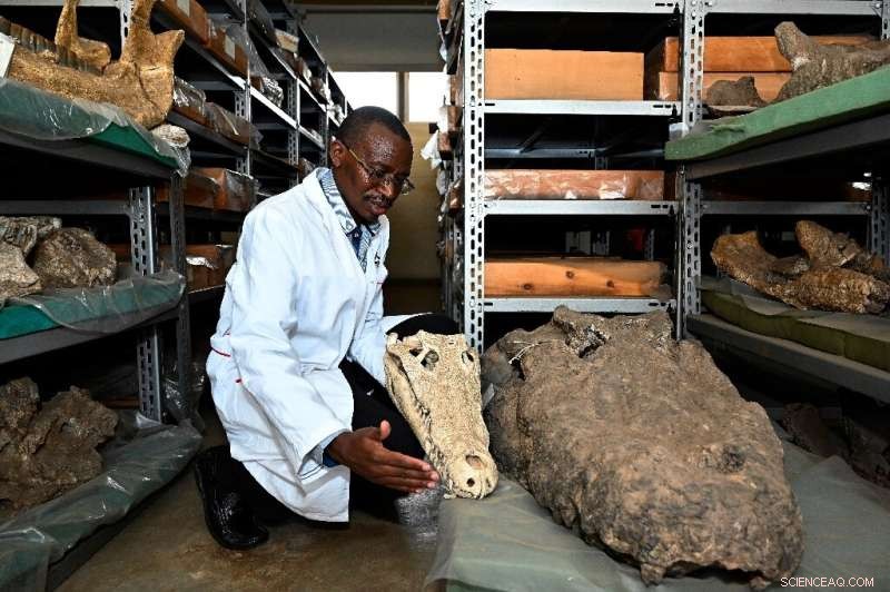 Unveiling Kenya’s Lost Giant: The 23‑Myr‑Old Simbakubwa Fossil Hidden for 40 Years