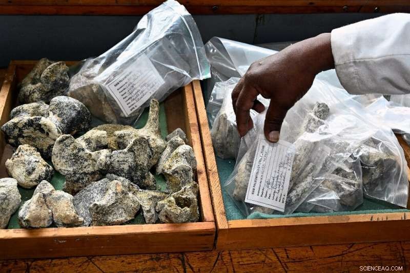 Unveiling Kenya’s Lost Giant: The 23‑Myr‑Old Simbakubwa Fossil Hidden for 40 Years