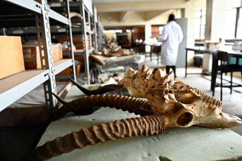 Unveiling Kenya’s Lost Giant: The 23‑Myr‑Old Simbakubwa Fossil Hidden for 40 Years