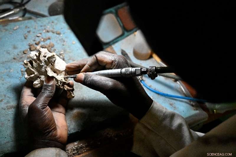 Unveiling Kenya’s Lost Giant: The 23‑Myr‑Old Simbakubwa Fossil Hidden for 40 Years