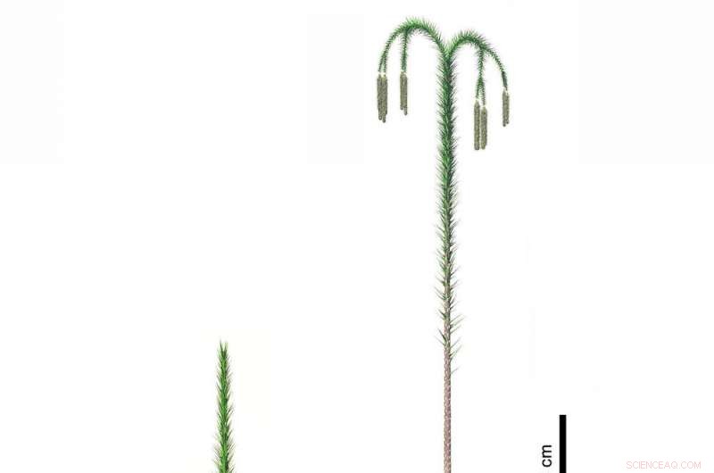 The Legacy of a Lost Forest: How Extinct Trees Revolutionized Life on Earth