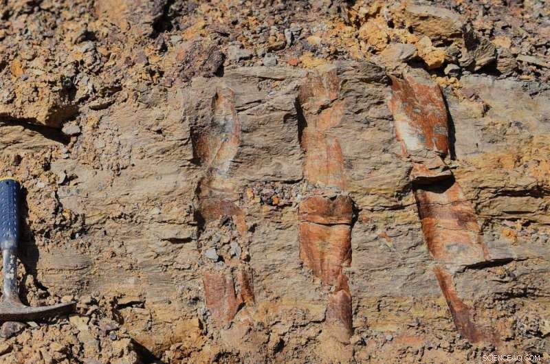 The Legacy of a Lost Forest: How Extinct Trees Revolutionized Life on Earth