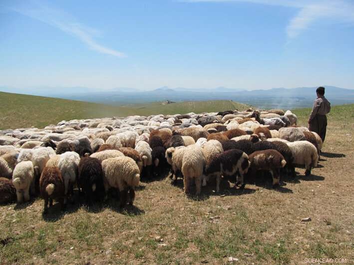 Uncovering the Dawn of Dung Use: Neolithic Evidence Reveals Early Human Practices