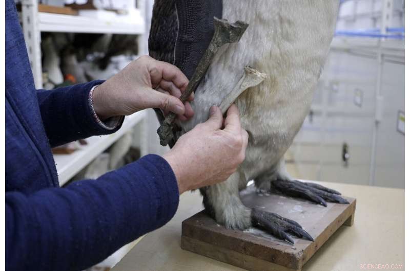 Scientists Discover Fossil of Gigantic 60‑Million‑Year‑Old Penguin That Roamed New Zealand Waters