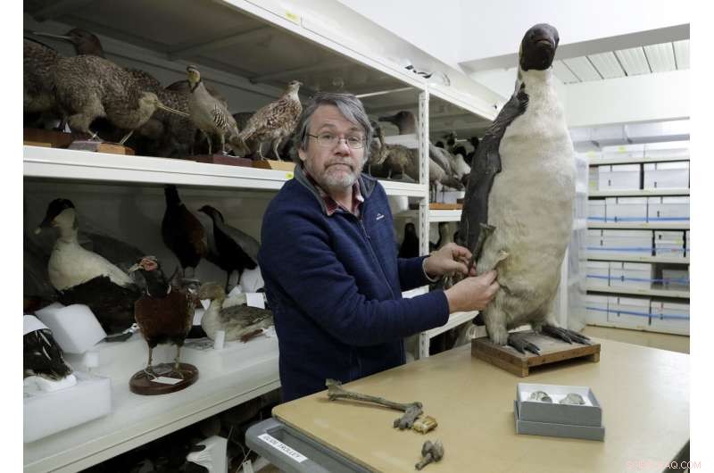 Scientists Discover Fossil of Gigantic 60‑Million‑Year‑Old Penguin That Roamed New Zealand Waters