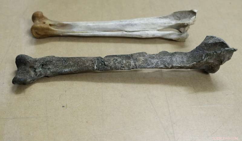 Scientists Discover Fossil of Gigantic 60‑Million‑Year‑Old Penguin That Roamed New Zealand Waters