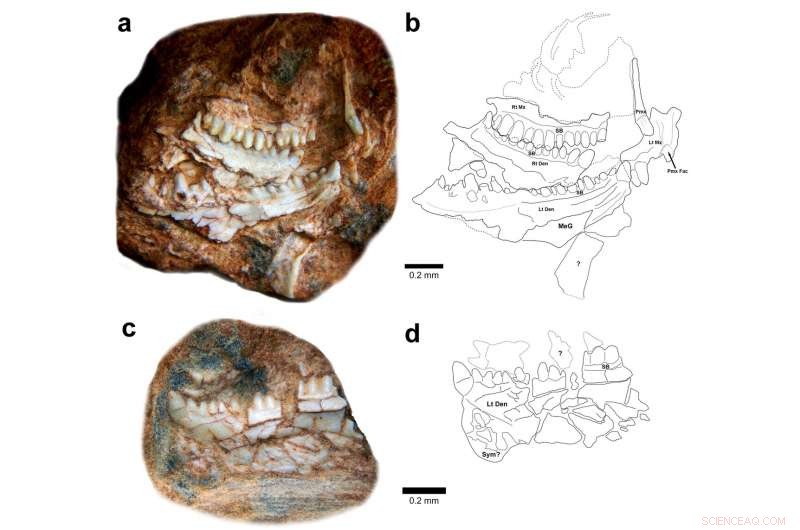 Brazil’s Earliest Sphenodontian Revealed: Clevosaurus hadroprodon, the Oldest Gondwanan Record