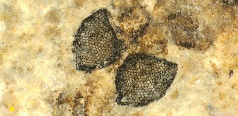 54‑Million‑Year‑Old Fossil Fly Eyes Reveal New Evolutionary Insight into Vision